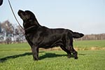 Max (Indy van de Bosmoat)